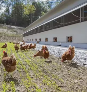 Prefab Steel Structure Greenhouse Chicken Coop Prefabricated Chicken Farm Poultry Farm For 10000 Chickens